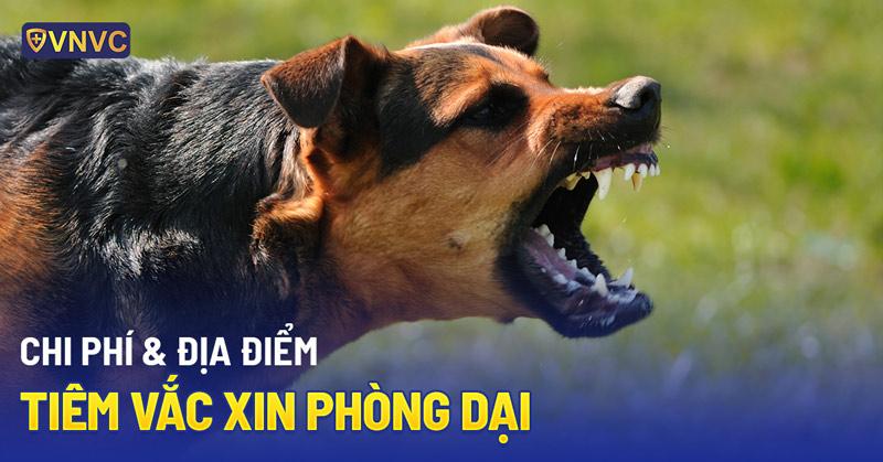 Chích ngừa chó cắn bao nhiêu tiền? Tiêm ở đâu uy tín, an toàn?