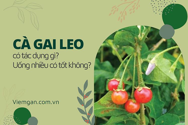 Cà gai leo có tác dụng gì? Uống nhiều cà gai leo có tốt không?