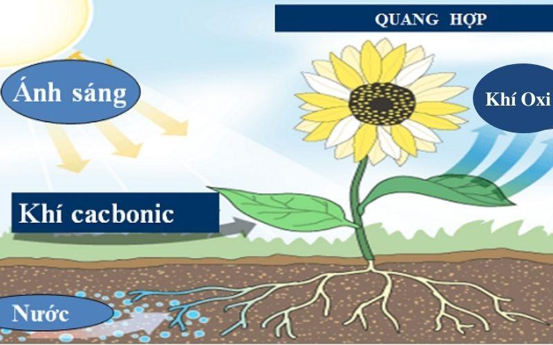 Quang hợp là gì? Ý nghĩa, vai trò, phương trình và quá trình quang hợp ở thực vật