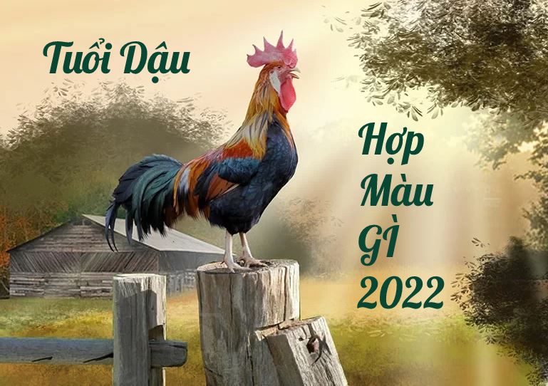 Tuổi Dậu hợp màu gì năm 2022? Chọn màu hợp phong thủy cho tuổi Dậu năm Nhâm Dần