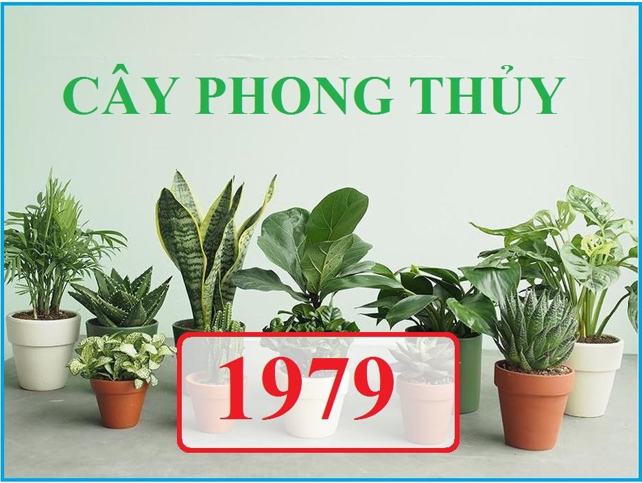 Cây phong thuỷ hợp tuổi Kỷ Mùi (1979) là cây gì?