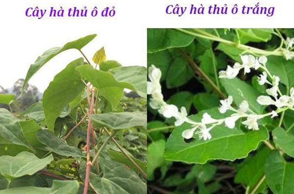 Nên uống hà thủ ô vào lúc nào? Uống hà thủ ô bao lâu thì đen tóc?