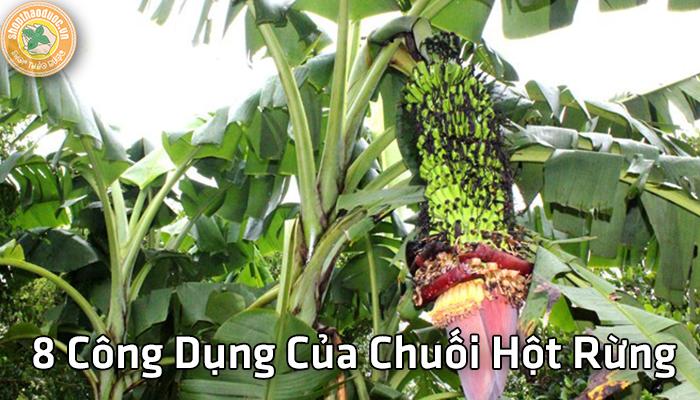 Shop thảo dược