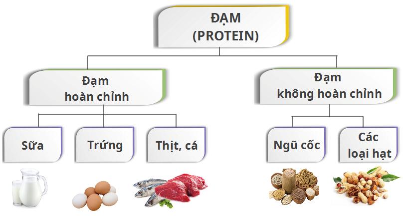 Vai trò của chất đạm đối với cơ thể người