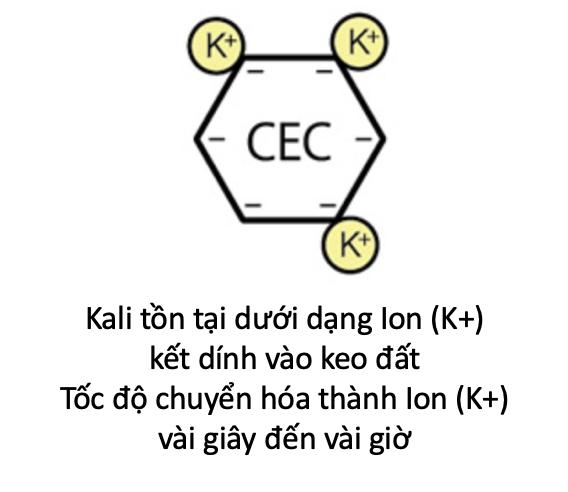 Kali và khả năng hấp thụ Kali của thực vật từ thổ nhưỡng