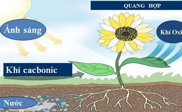 [Sinh học] Quang hợp là gì? Vai trò của quang hợp ở thực vật là gì?