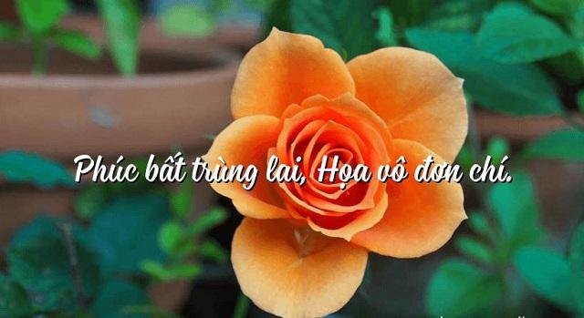 Giải thích thành ngữ: Phúc bất trùng lai – họa vô đơn chí