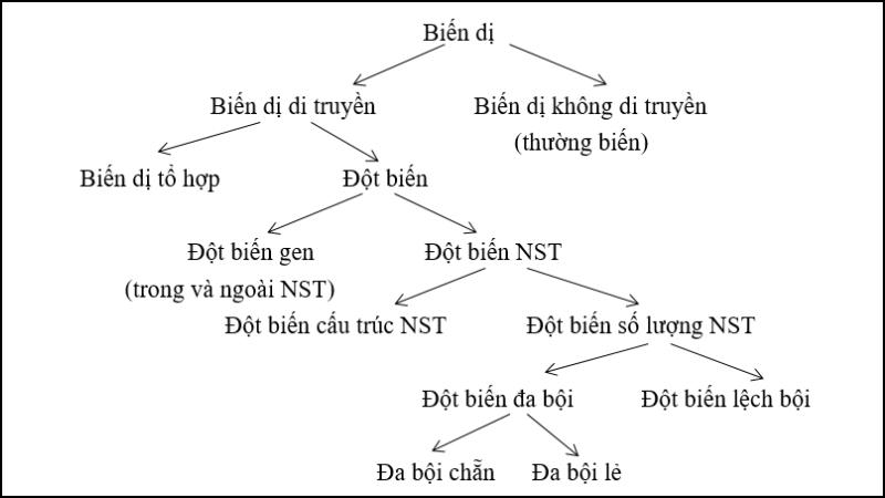 Biến dị tổ hợp là gì? Nguyên nhân, ý nghĩa của biến dị tổ hợp