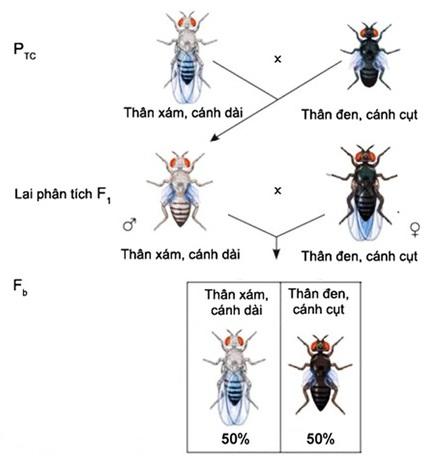 Liên Kết Gen Và Hoán Vị Gen: Lý Thuyết & Bài Tập Trắc Nghiệm