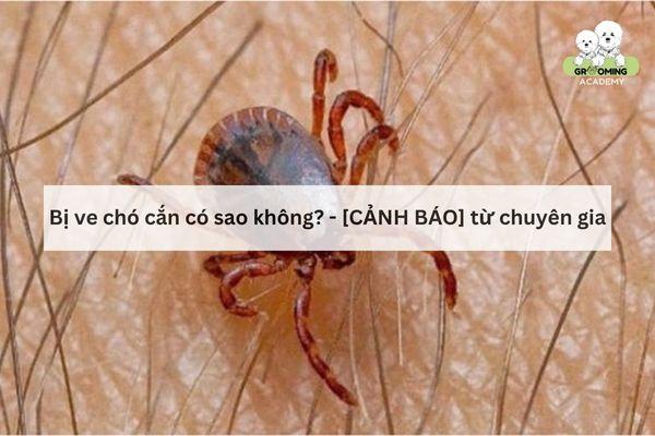 Bị ve chó cắn có sao không? Dấu hiệu và cách xử lý hiệu quả nhất