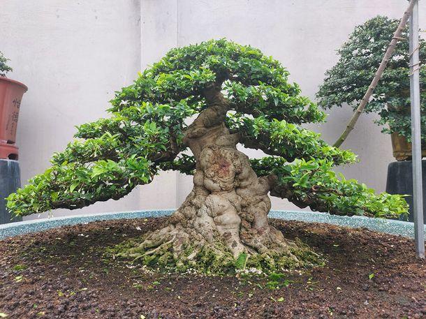 Tổng hợp 22 loại cây bonsai trồng trong nhà phổ biến hiện nay