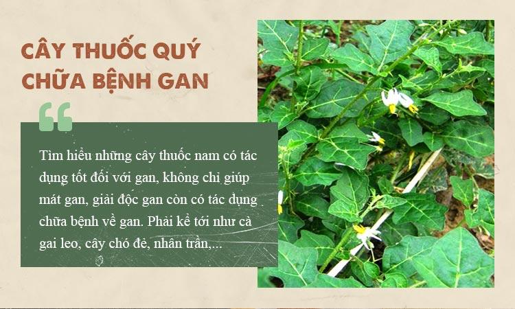 Những cây thuốc quý chữa bệnh gan