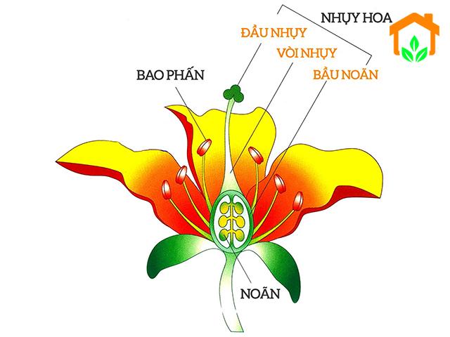 Tự thụ phấn là gì ? Một số đặc điểm về cây trồng tự thụ phấn