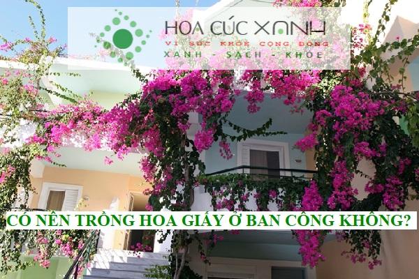 Có nên trồng cây hoa giấy ở ban công không?