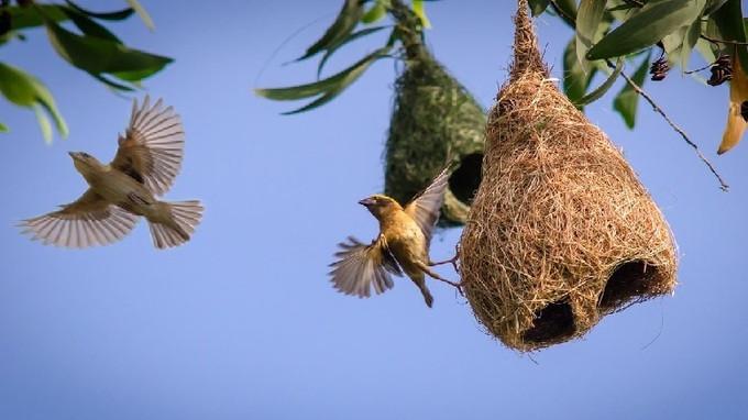 Cơ sở của tập tính là