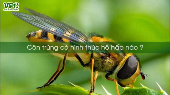 Điều bạn chưa biết: côn trùng có những hình thức hô hấp nào ?