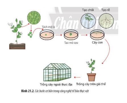 20 câu trắc nghiệm Sinh học 10 Bài 21 (Chân trời sáng tạo 2024): Công nghệ tế bào