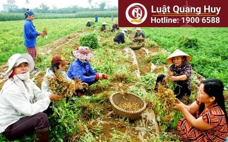 Đất trồng cây hàng năm lên thổ cư được không?