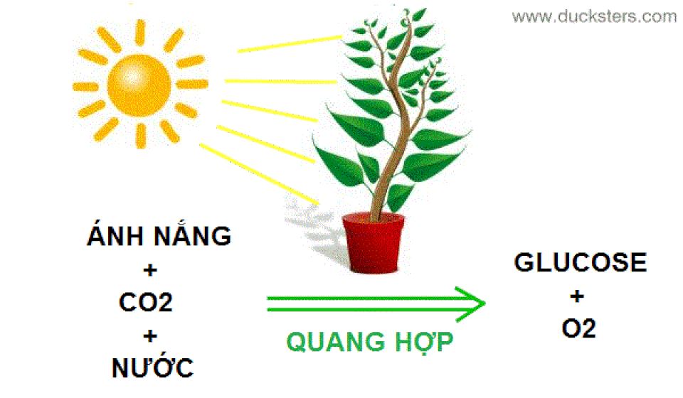 Điều gì sẽ xảy ra nếu con người có khả năng quang hợp?