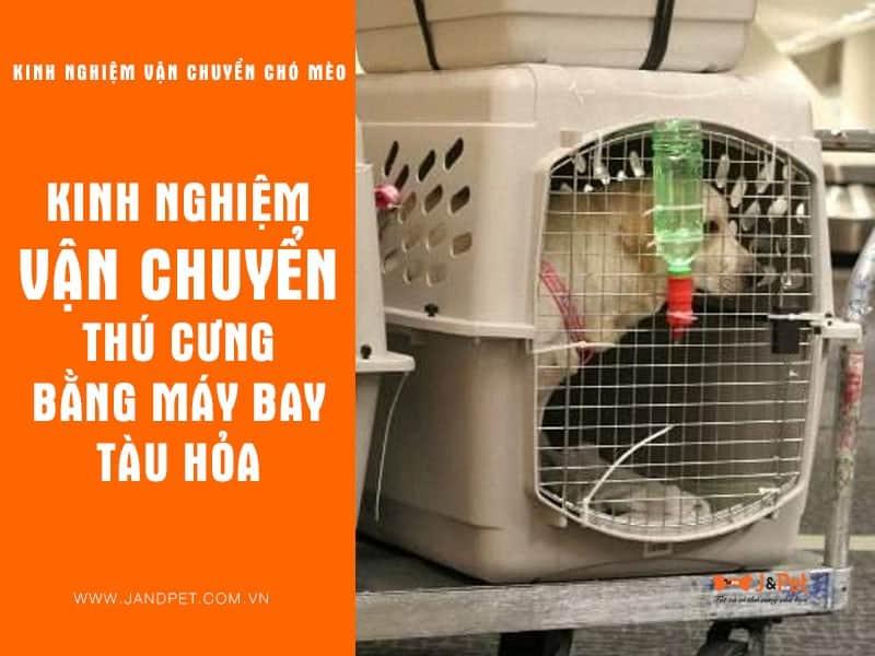 Kinh nghiệm vận chuyển chó mèo bằng máy bay hay tàu hỏa