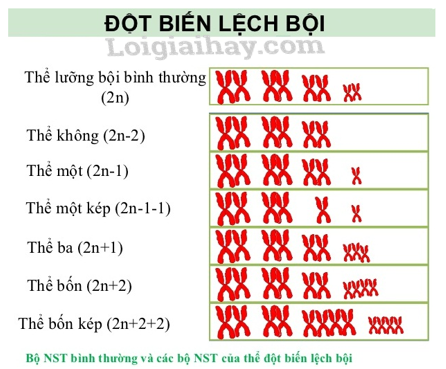 Đột biến số lượng nhiễm sắc thể Sách giáo khoa Sinh học 12