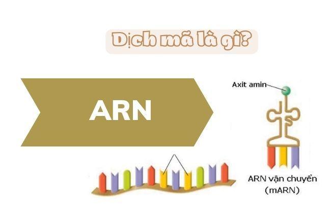 Giai đoạn hoạt hóa axit amin của quá trình dịch mã diễn ra ở đâu?