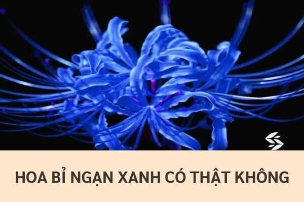 Hoa Bỉ Ngạn Xanh có thật không? Nguồn gốc hoa Bỉ Ngạn xanh