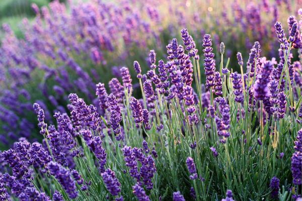 Lavender là gì? Khám phá ý nghĩa hoa oải hương được yêu thích nhất