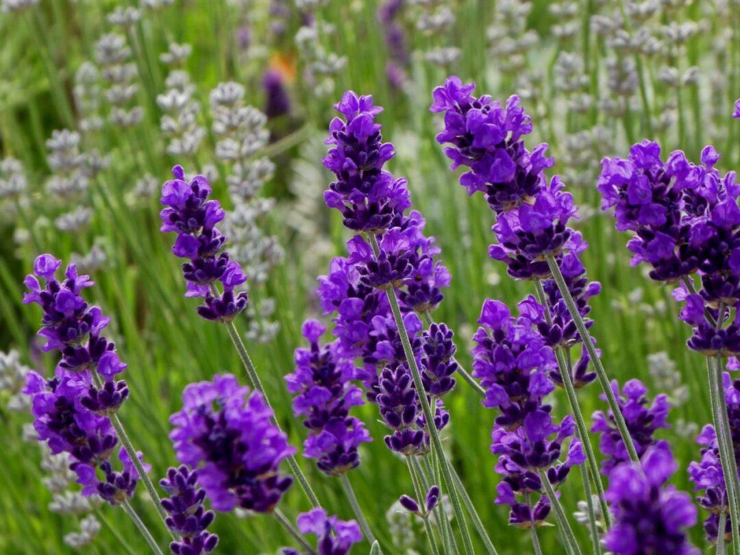 Ý NGHĨA HOA LAVENDER CÓ THỂ BẠN CHƯA BIẾT!