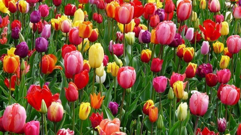 Nguồn gốc và ý nghĩa hoa tulip theo từng màu sắc khác nhau