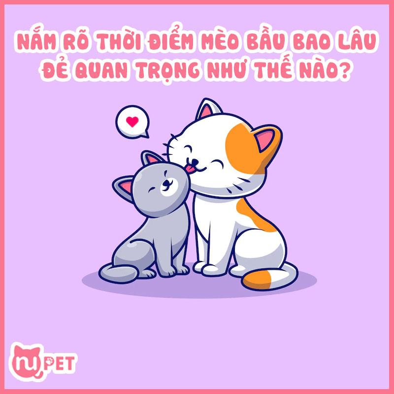 Mèo bầu bao lâu thì đẻ – Nắm rõ thời điểm mang thai của mèo