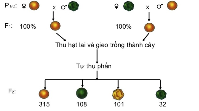 Quy Luật Phân Li Độc Lập Của Menden Là Gì? Nội Dung Và Ý Nghĩa