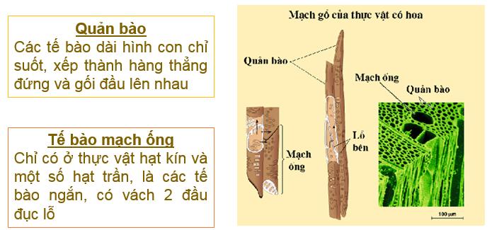 Lý thuyết vận chuyển các chất trong cây sinh học 11