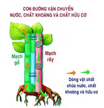 [Lời giải] Nước được vận chuyển ở thân chủ yếu qua ? Lý thuyết dòng mạch gỗ (Sinh Học 11)