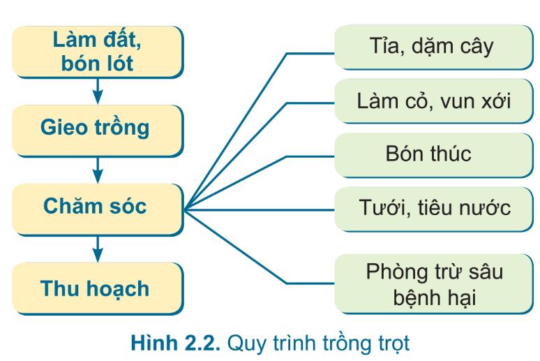 Lý thuyết bài 2: Quy trình trồng trọt - Công nghệ 7 Cánh Diều