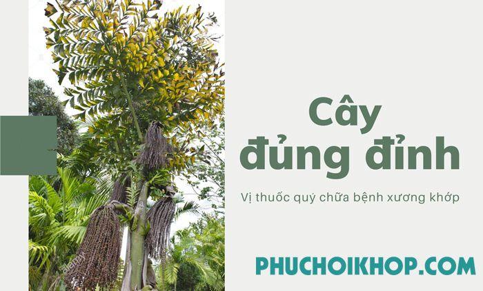 Cây đủng đỉnh - Tác dụng tuyệt vời trong điều trị bệnh lý xương khớp