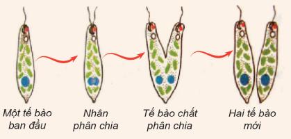 Sinh sản vô tính dựa trên cơ sở: