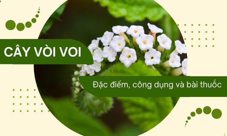 Cây vòi voi: Đặc điểm, công dụng và bài thuốc