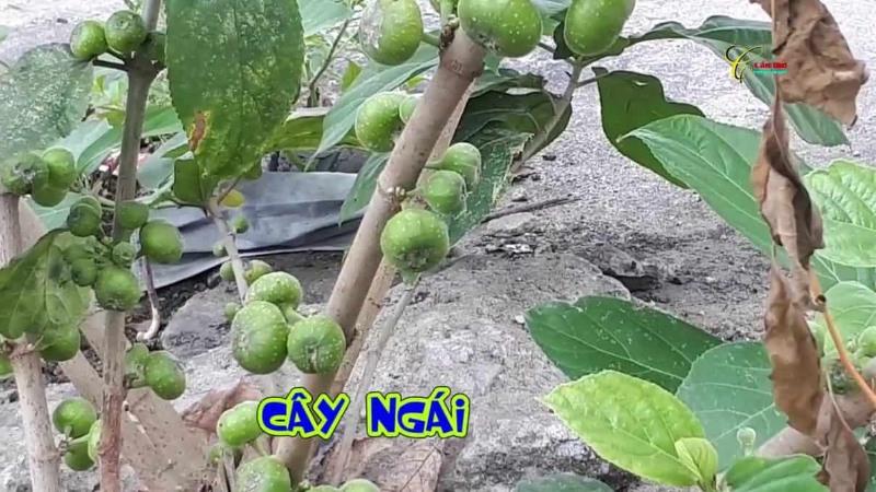 Cây ngái (sung dại) có tác dụng gì đối với sức khỏe con người?