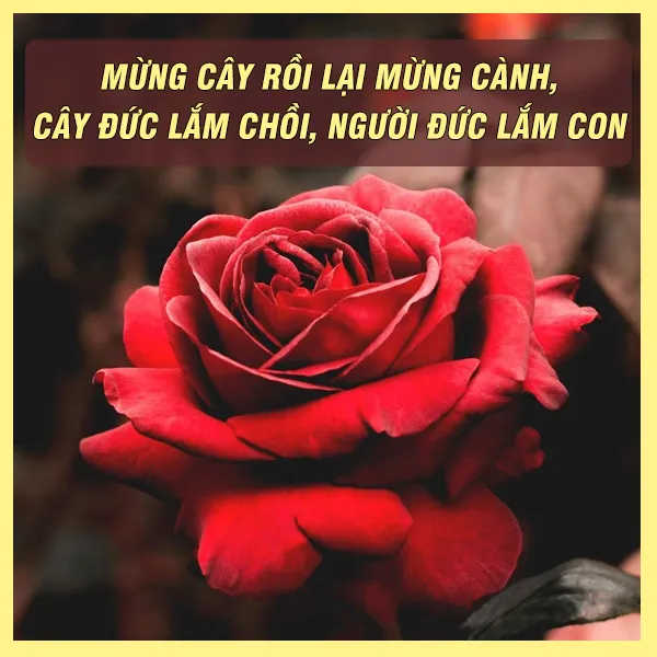 28 câu ca dao, tục ngữ, thành ngữ về lòng nhân ái giáo dục nhân cách mỗi con người