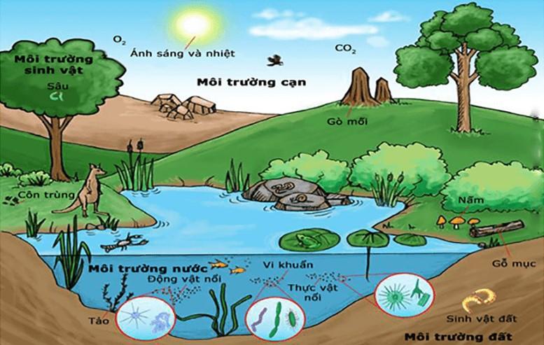 Thế nào là môi trường sống của sinh vật?