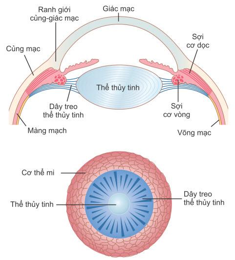 Cơ chế sự điều tiết của mắt: cơ chế quang học của mắt