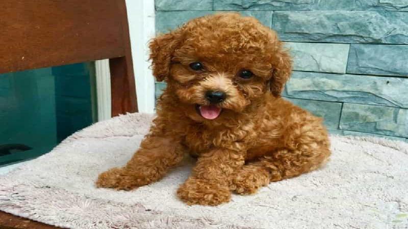 Gợi ý thức ăn cho chó Poodle dinh dưỡng, phù hợp từng lứa tuổi