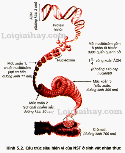 Nhiễm sắc thể và đột biến cấu trúc nhiễm sắc thể Sinh học 12