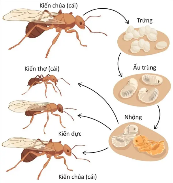 Top 12 loại thuốc diệt kiến sinh học vĩnh viễn giá rẻ, tốt nhất thị trường