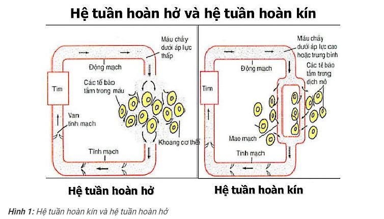 Máu chảy trong hệ tuần hoàn kín, hở thế nào?