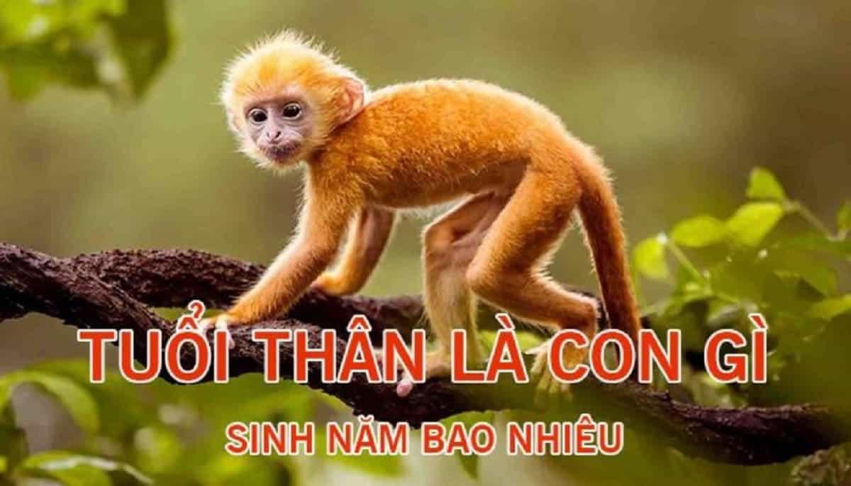 Tuổi Thân sinh năm bao nhiêu? Mệnh gì? Đặc điểm của người tuổi Thân?