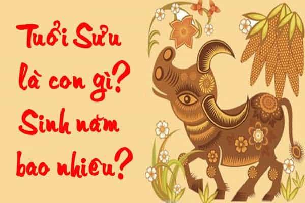 Giải Đáp Tuổi Sửu Sinh Năm Bao Nhiêu? Là Con Gì?