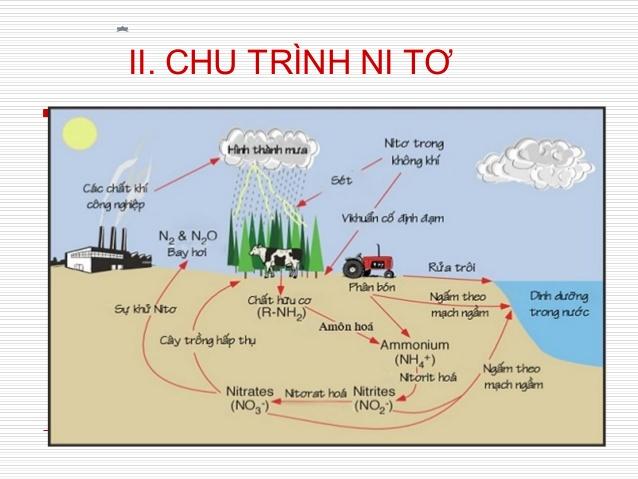 Vai trò tác dụng của phân đạm ( N )với cây trồng