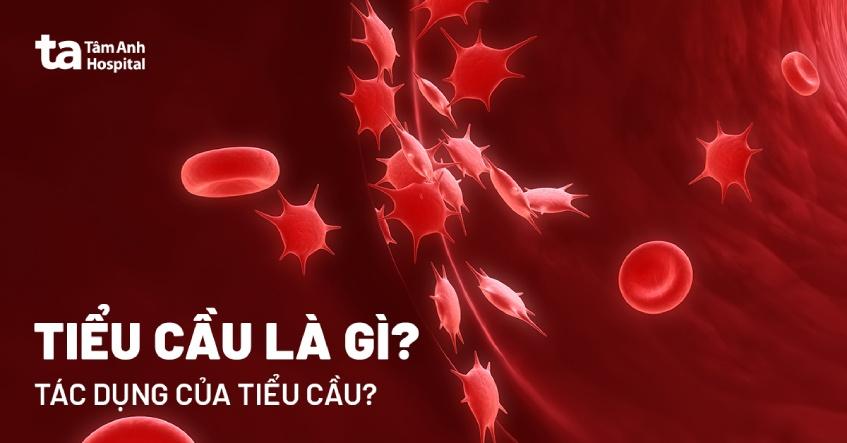 Tiểu cầu là gì? Cấu tạo, chức năng và mức độ gây nguy hiểm?